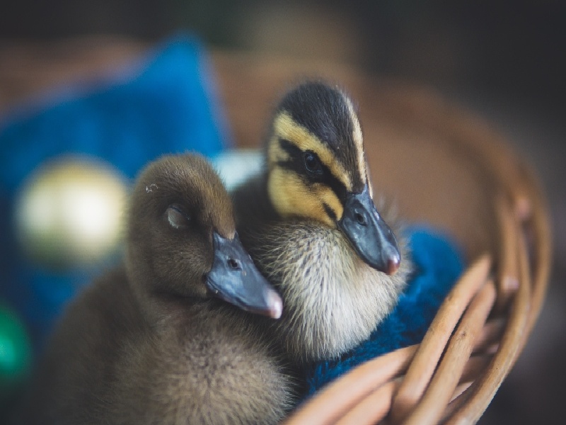 试管代孕医疗环境